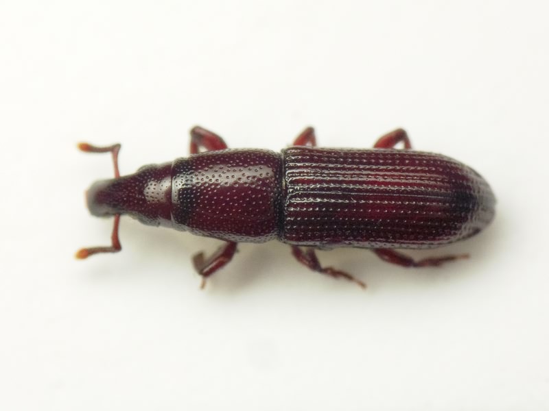 Melicius cylindrus (Boheman, 1838)